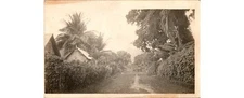 1910s Halftone Tropical Path Postcard: Dreamlike Pictorialist Exotic Locale