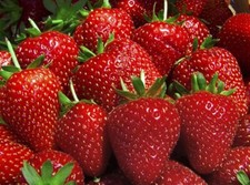 Semillas de fresa Toscana Semillas de frutas Semillas de fresa Toscana