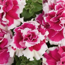 Rose colorée, zinnia mélangé, géranium, œillet, pétunia, graines de colombine