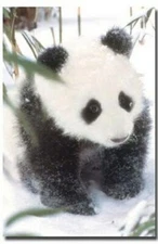PANDA POSTER Amazing Cute Image RARE HOT NEW 24X36