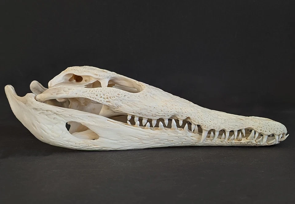 Krokodil Schädel Crocodylus niloticus crocodile skull 30 cm echtes Präparat 2127 - Bild 2 von 4