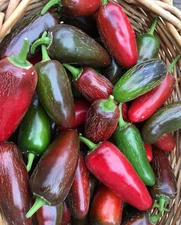 Grande Jalapeno 15 Organic Seeds *Free Shipping*