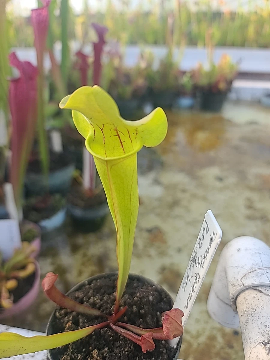 Sarracenia Medium Carnivorous Plants for sale | eBay