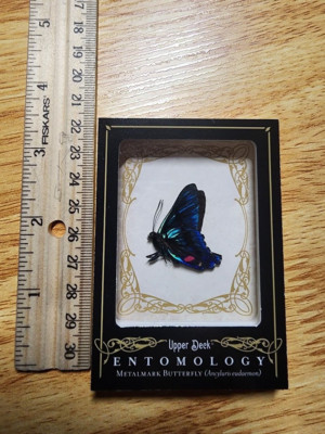2009 UD Upper Deck Entomology Blue Metalmark ENT-3 2.5x3.5'' ULTRA RARE