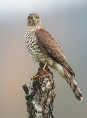 Wandbild: Sperberfalke (Accipiter nisus) weiblich (142019451)
