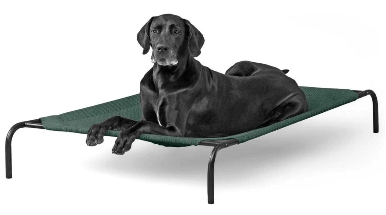 New Coolaroo The Original Elevated Pet Bed, XL, Brunswick Green Free Shipping
Opens in a new window