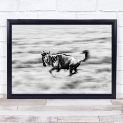 Die Gnus Tiere Wildtiere Safari Gnus Beute Herde Wandkunstdruck