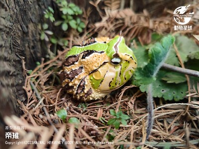 Animal Heavenly Body Ceratophrys Cornuta Horned Frog ( A ) Statue