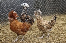 12++ Tolbunt, Candy Corn, Frizzle Polish Hens Choice