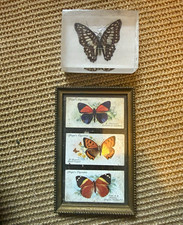 Paper weight Butterfly in Clear Resin & Framed 3 butterfly cigarette cards