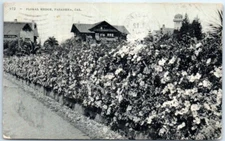 Postcard - Floral Hedge, Pasadena, California, USA
