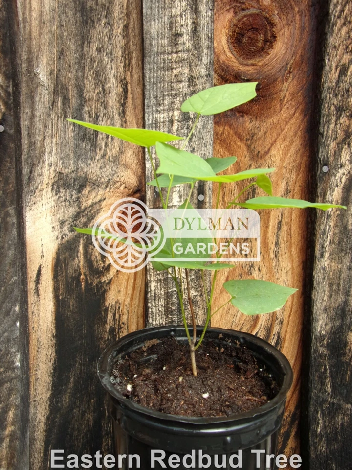 3 plántulas de árbol Redbud oriental - Cercis canadensis - 3 a 6 pulgadas - planta viva Foto 4 de 4