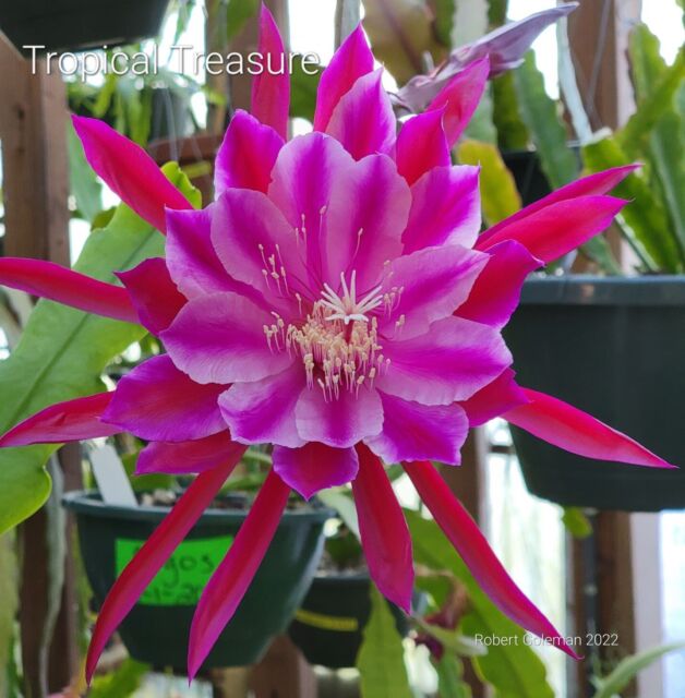 Epiphyllum 'Tropical Treasure' Small Rooted Cutting - Rare Orchid Cactus