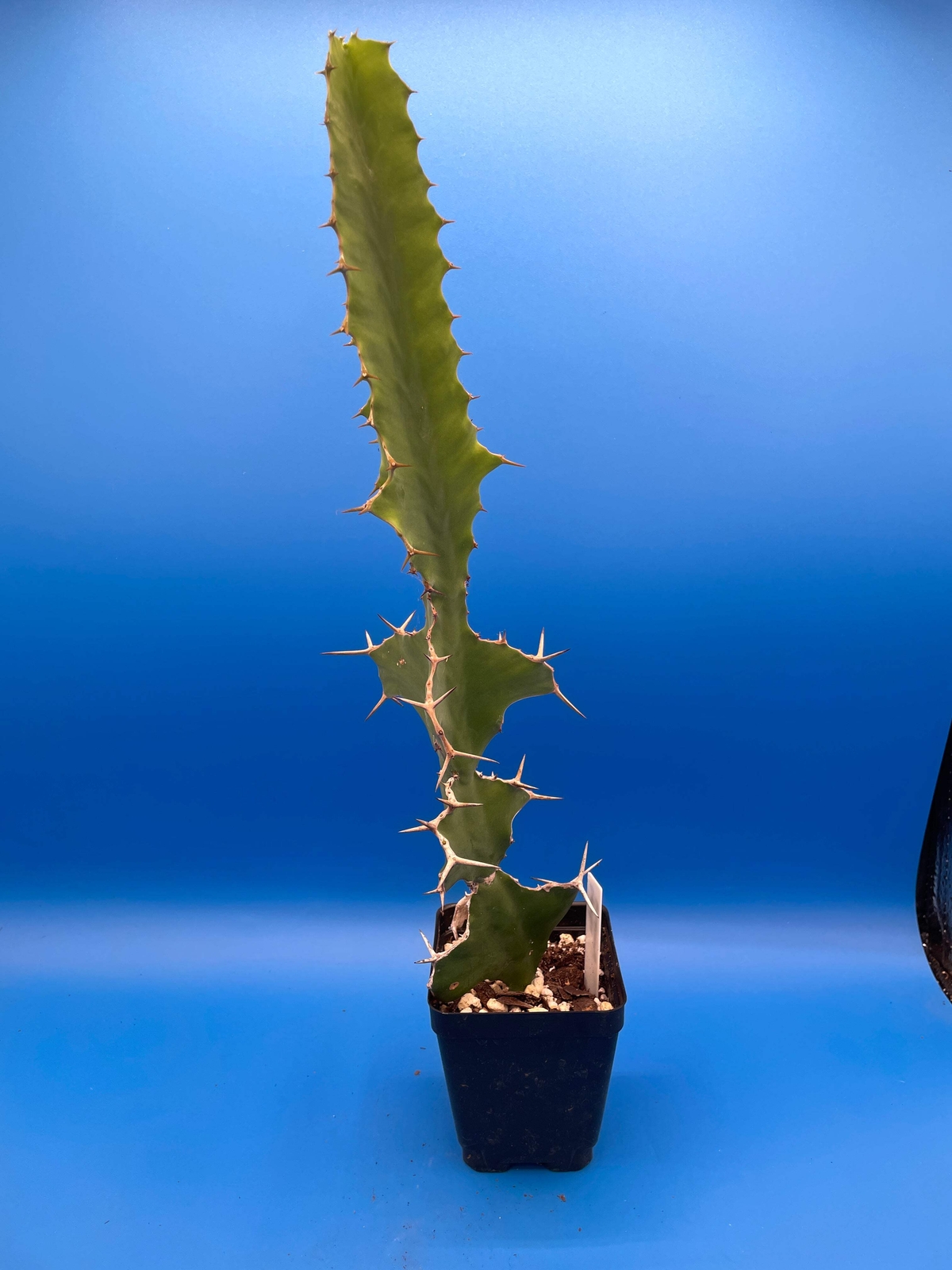 Cow's Horn Euphorbia - E. Grandicornis - 3.5" Pot - Tall And Super Healthy!