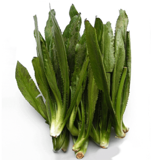 100pcs Recao Culantro Seeds Cilantro Ancho Vegetable