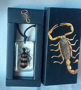 Blister Beetle Real Bug In Resin on Rope