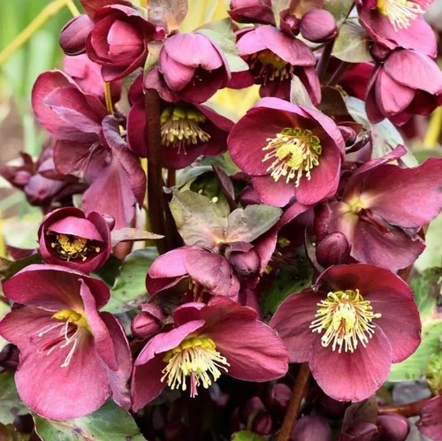 Lenten Rose Live Starter Plant - Pink-Purple Bloom Hardy Perennial - Zones 4-9