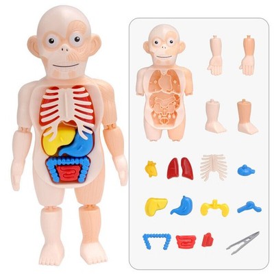 3d Puzzle Human Body Anatomy Educational Learning DIY Assembled Toy Gift