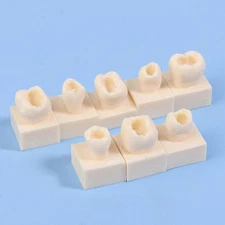 8 Pieces Resin Teeth Model Education Supplies Teeth Model for Teaching Study