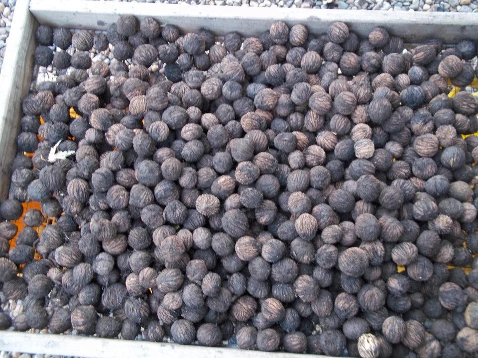 Iowa Organic Black Walnuts In Shell 2025 Crop ~ 15 Pounds ~ Float Tested - Image 2 of 4