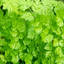 Curled Chervil Seeds | NON-GMO | Heirloom | Fresh Garden Seeds