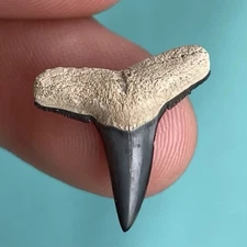 Lemon Shark Tooth Fossil A Grade South Florida Shark Tooth Fossil