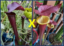 2024 SARRACENIA SEEDS: KEW GARDENS X FLAVA WACCAMAW [CARNIVOROUS PLANT SEED]