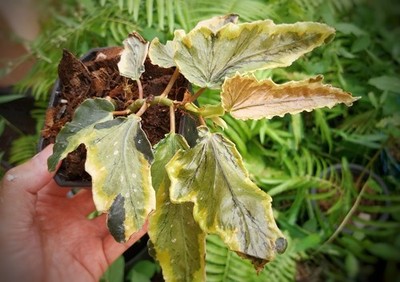 Begonia Dainty spray spot