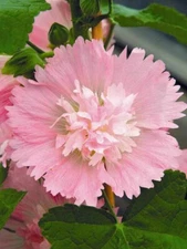 25 Carnival Pink Hollyhock Seeds Perennial Flower Seed Flowers US SELLER