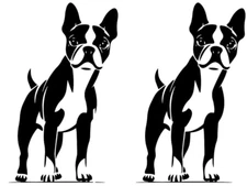 Boston Terrier Stare TWO 6" Black Vinyl Decal Car truck Window laptop Tablet