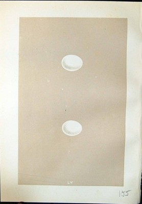 Alter Druck Morris um 1875 Naturgeschichte britischer Vogel Eier behaarter Specht 19.