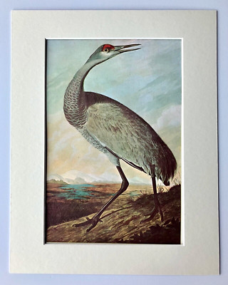 Vintage John James Audubon Matted Print, 1966:  Sandhill Crane
