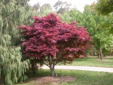25 + ( Bloodgood ) Atropurpureum Japanese Maple tree seeds