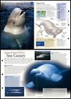 Beluga Whale #24 Aquatic Mammals - Discovering Wildlife Fact File Fold-Out Card