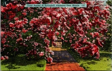 Giant Azalea At Springhill Near Mobile Alabama Vintage Postcard