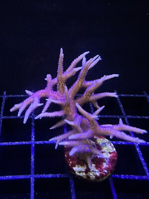 Live Coral  Birdsnest Pink Seriatopora 1 +