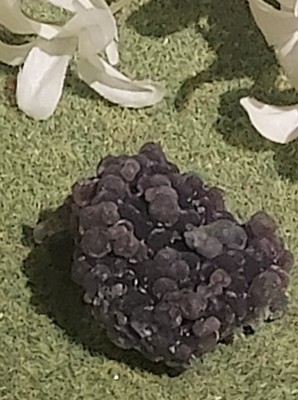 Traubenachat / lila botryoidales Chalcedon natürliche mineralische Probe 30g