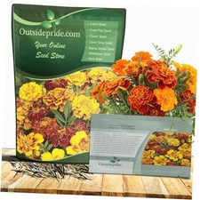 French Marigold Seeds Mix - 1000 Pcs Annual, Compact, Heat & 1000 Seeds