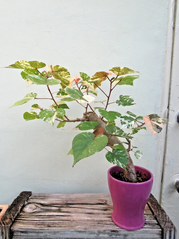 Hibiscus tiliaceus caoa abigarrada, hibisco marino, colorido árbol bonsai tropical Foto 4 de 4