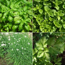 Basil, Oregano, Parsley, Chives Seeds Set, Culinary Herb, Non-GMO, Free Shipping