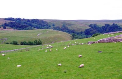 Foto 6x4 Über der Baumgrenze Malham\/SD9062 Blick Südosten von Cawden F c2007