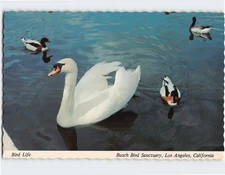 Postcard Bird Life Busch Bird Sanctuary Los Angeles California USA