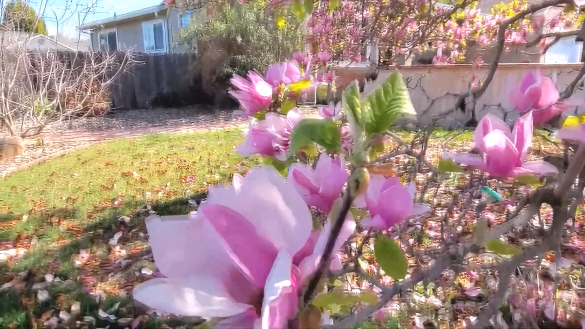 bibiy magnolia top ピンク bibiy magnolia top ピンク