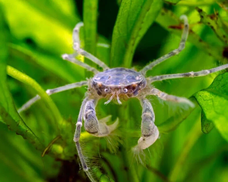 Mini crabs top for fish tank