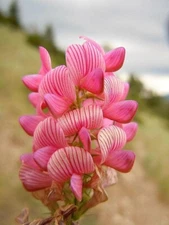 50 PINK SAINFOIN Onobrychis Viciifolia Holy Clover Legume Ground Cover Seeds