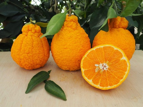10Citrus Reticulata/Dekopon/SumoCitrus/Hallabong/Shiranui Mikan S.e.e.d.s Fruit - 第 2/5 張圖片