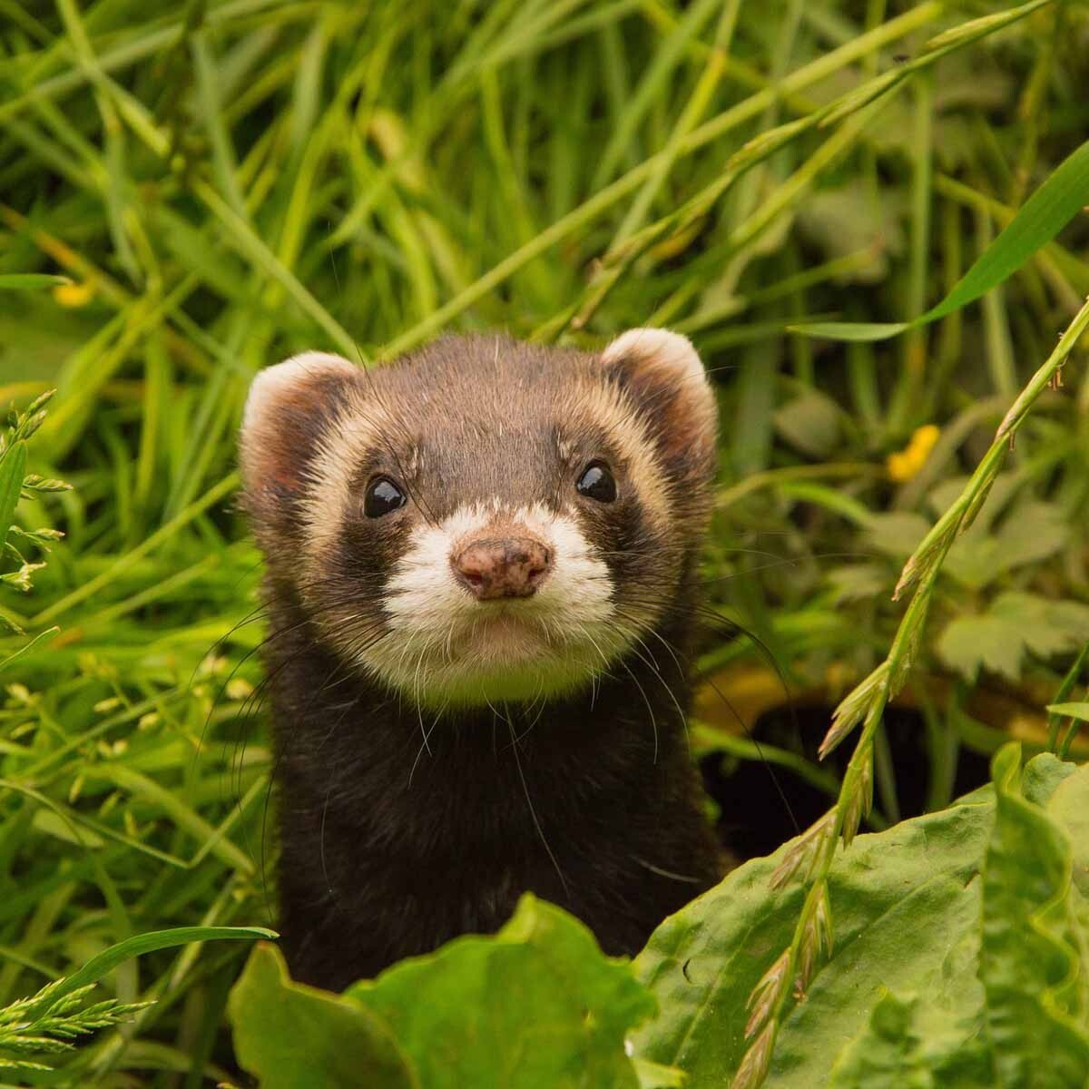 Lettiera Vegetale Monge Easy Green Mais 10L - Biodegradabile Per Gatti E Animali - Foto 10