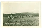 Germany, Schwörstadt, Original, Real photo, 1938, Patato Harvest, Kartoffelernte