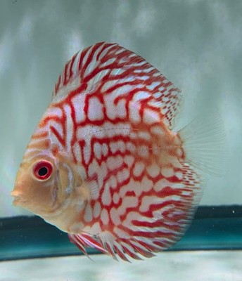 Live Discus Pack 2 Live Discus Red Pigeon Fish 3.5