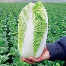 500+ Napa Cabbage Michihili Heading Chinese Cabbage Seeds | Non-GMO | Fresh Gard